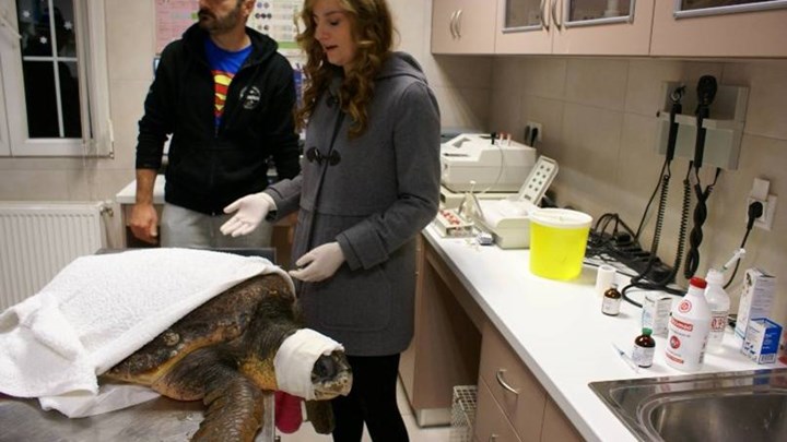 Διέσωσαν χελώνα που χτυπήθηκε με τρίαινα στο κεφάλι