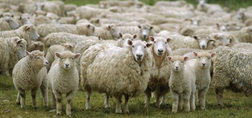 Πρόβατα σταμάτησαν… τρένο στο Λιανοκλάδι!