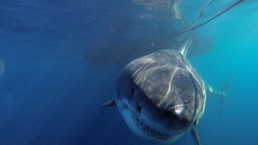 Γουαδελούπη: 4 δύτες εγκλωβίστηκαν σε κλουβί κάτω από το νερό δίπλα σε έναν λευκό καρχαρία (βίντεο)