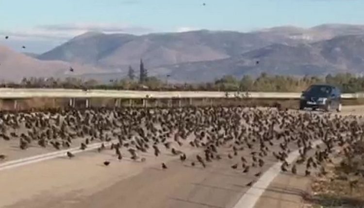 Τα πουλιά του Χίτσκοκ στο… Ναύπλιο! (φωτό,βίντεο)