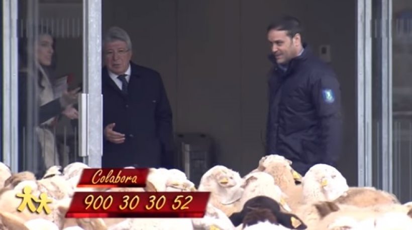 Το γήπεδο της Ατλέτικο γεμάτο πρόβατα που βόσκουν (βίντεο)