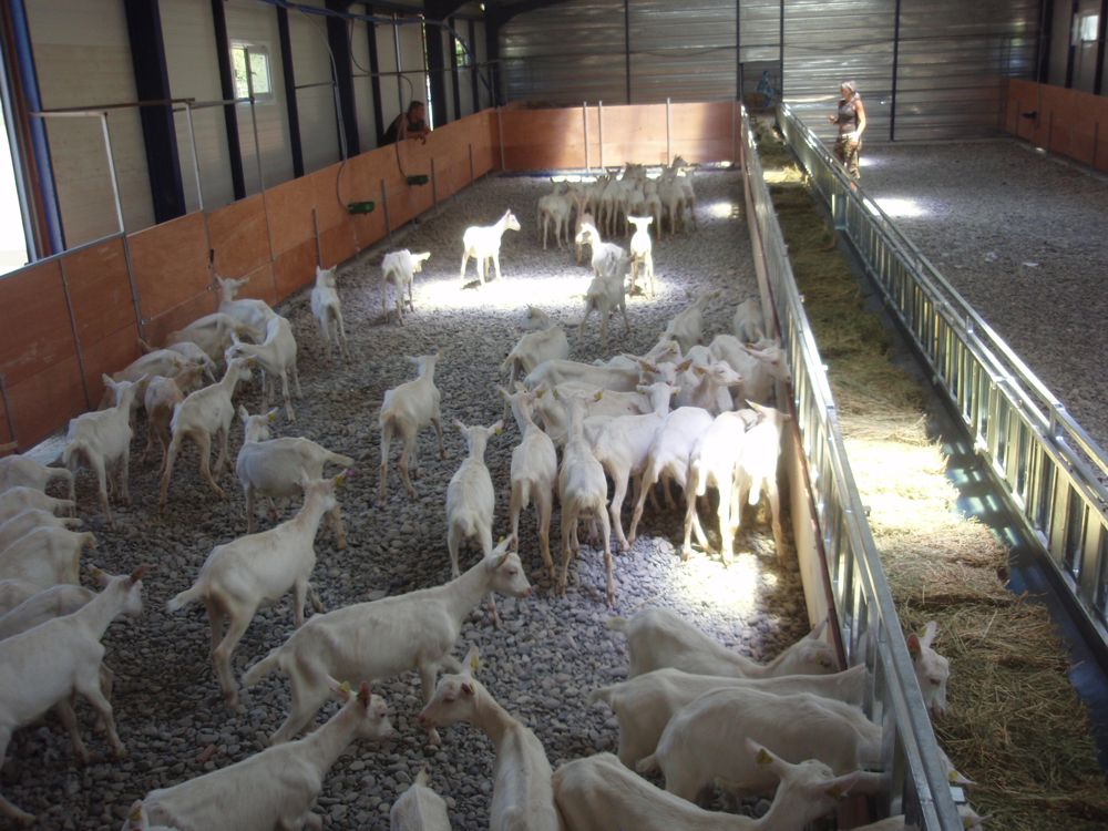 Ρόδος: Αλβανοί μπήκαν παράνομα σε στάβλο και έσφαζαν κατσίκια