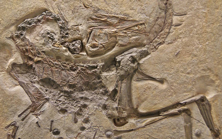 Προϊστορικό σνακ δεινόσαυρου χαρακτηρίζεται τεράστια ανακάλυψη για την παλαιοντολογία!