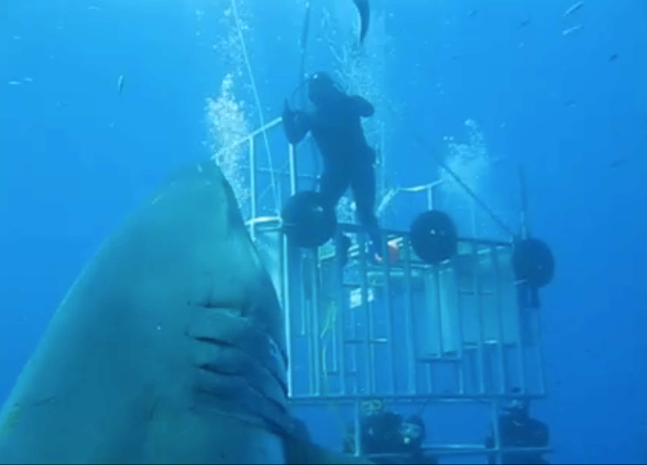 Ακόμα και οι δύτες έπαθαν σοκ, μπροστά στο θέαμα του μεγαλύτερου καρχαρία του κόσμου (βίντεο)