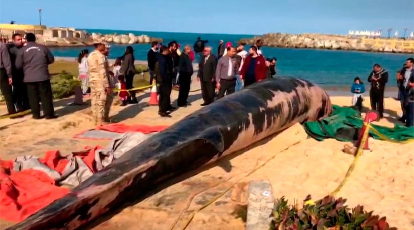 Φάλαινα του Ατλαντικού 12 μέτρα ξεβράστηκε σε ακτή της Αιγύπτου (βίντεο)