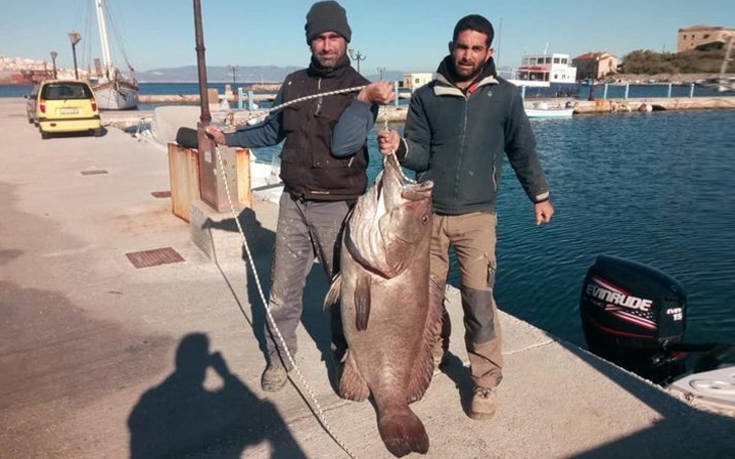 Σύρος: Σφυρίδα 63 κιλών έπιασαν ψαράδες (βίντεο)