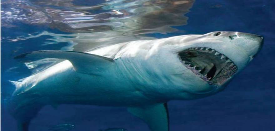 Οι θανατηφόρες επιθέσεις καρχαριών στην Ελλάδα – Ποιες περιοχές έχουν τα περισσότερα θύματα