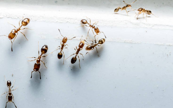 Αυτά δεν κάνουν σωστά όσοι έχουν μυρμήγκια στην κουζίνα