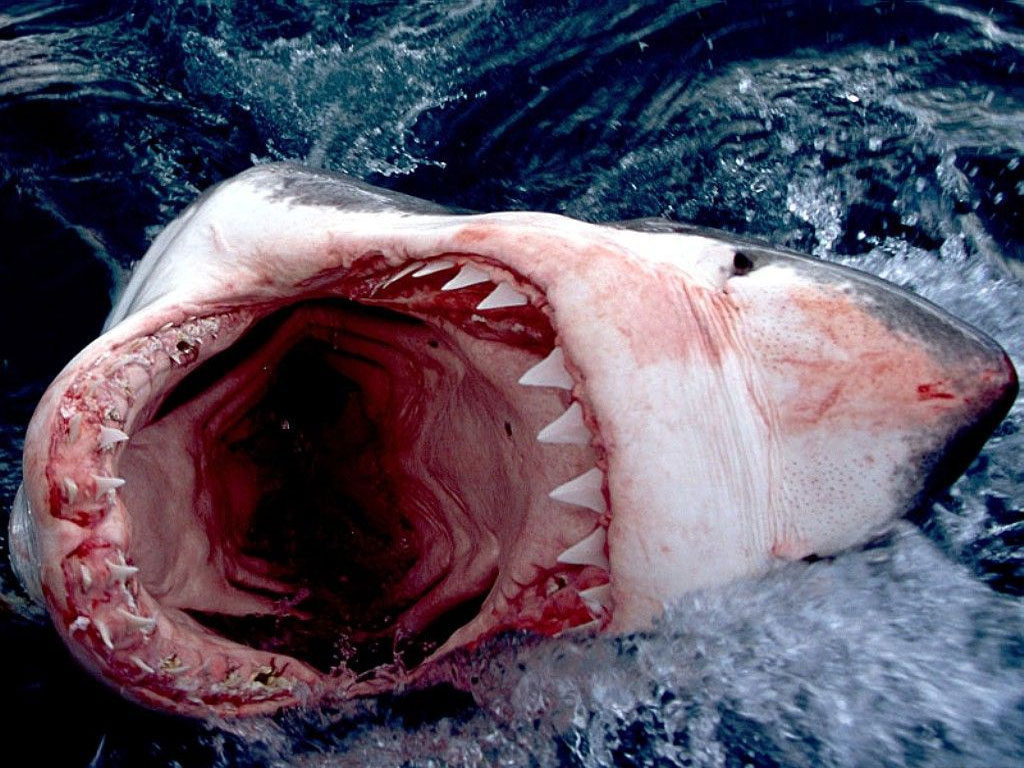 Αλιεύτηκαν σπάνιοι καρχαρίες- «alien», με σαγόνια που προεκτείνονται προς τα εμπρός! (φωτό)