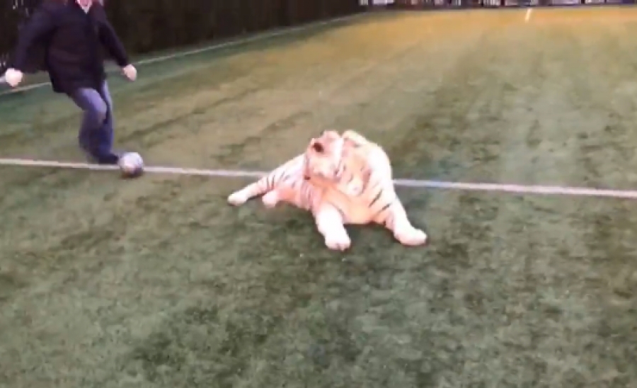 Βίντεο: Τίγρης μπαίνει στο γήπεδο και παίζει ποδόσφαιρο!