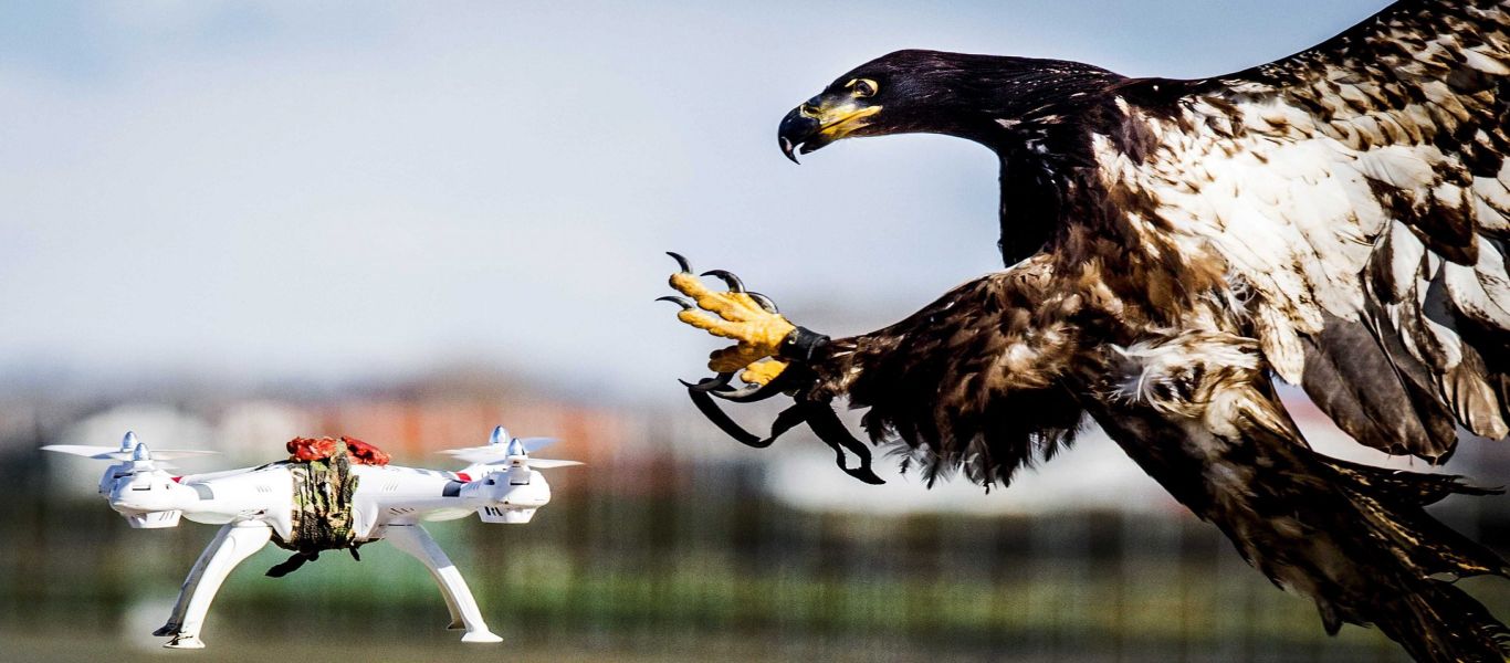 «Αερομαχία» αετού με drone – Ποιος θα κερδίσει; (βίντεο)