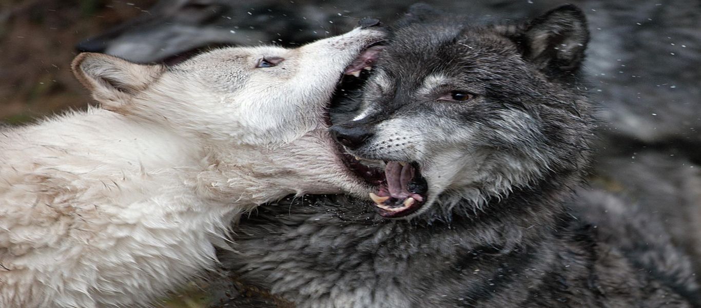 Συγκλονιστικό βίντεο: Ολόκληρη αγέλη λύκων επιτίθεται στον «Ωμέγα»