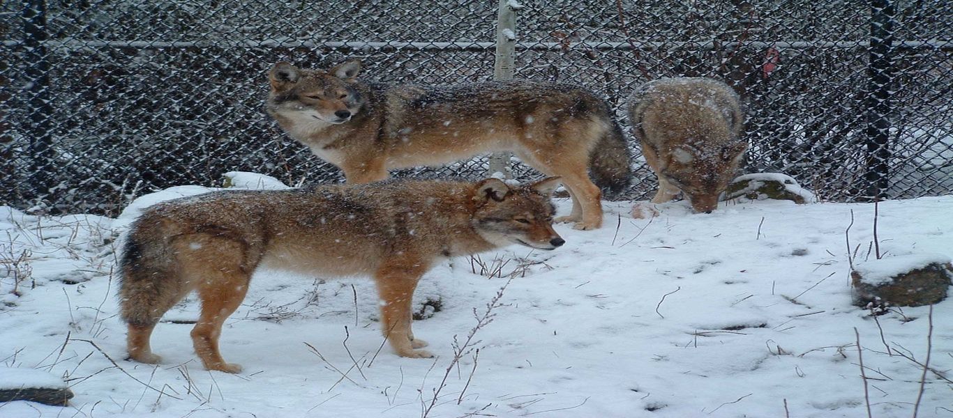 Coywolf: Το υβρίδιο λύκου με κογιότ που βρέθηκε στη Βόρεια Αμερική (φωτό, βίντεο)