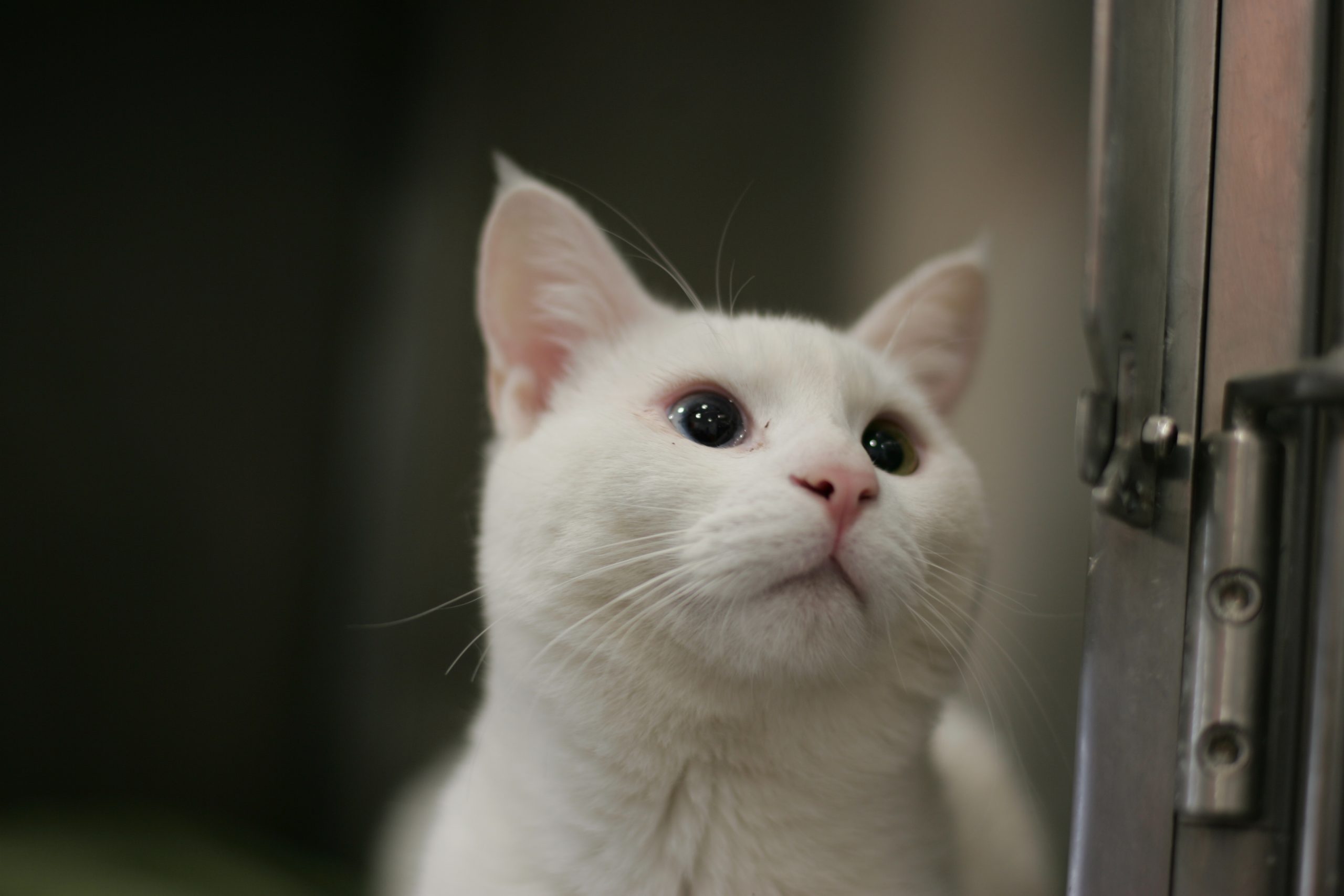 Γάτος επέστρεψε μετά από εννιά χρόνια απουσίας