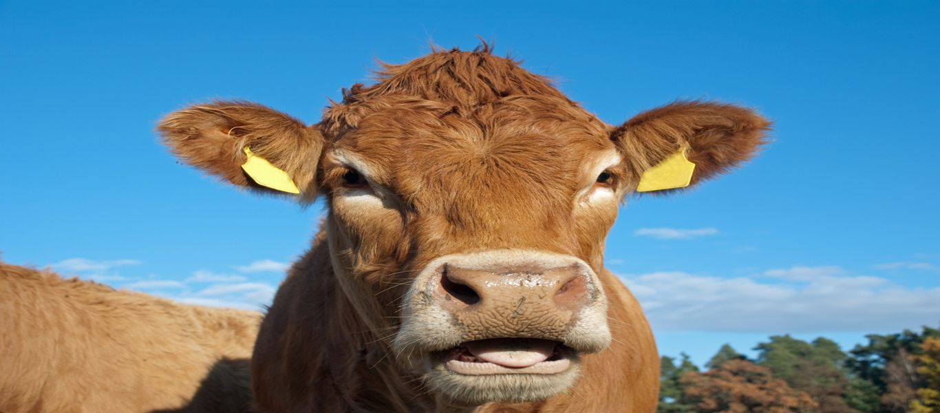 Ολλανδία: Η ηρωίδα αγελάδα Ερμιέν που το «έσκασε» στο δρόμο για το σφαγείο!