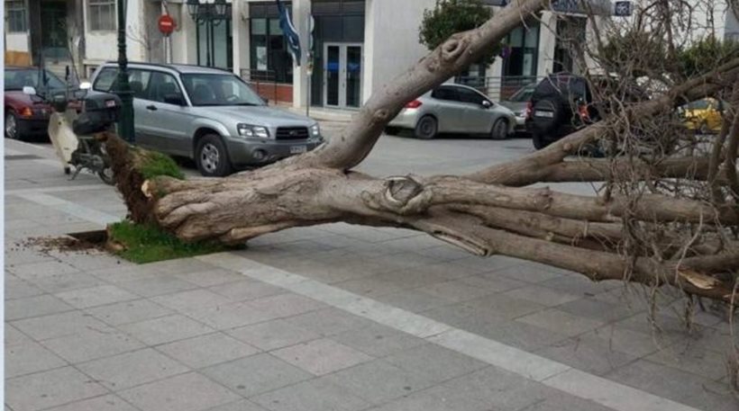 Φάρσαλα: Ο αέρας ξερίζωσε δένδρο στην κεντρική πλατεία