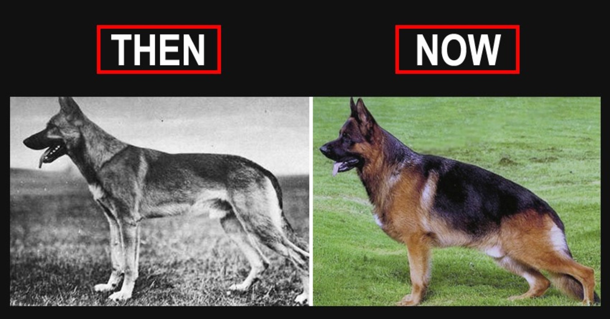 Πόσο άλλαξαν μέσα σε 100 χρόνια οι ράτσες των σκύλων; (βίντεο)