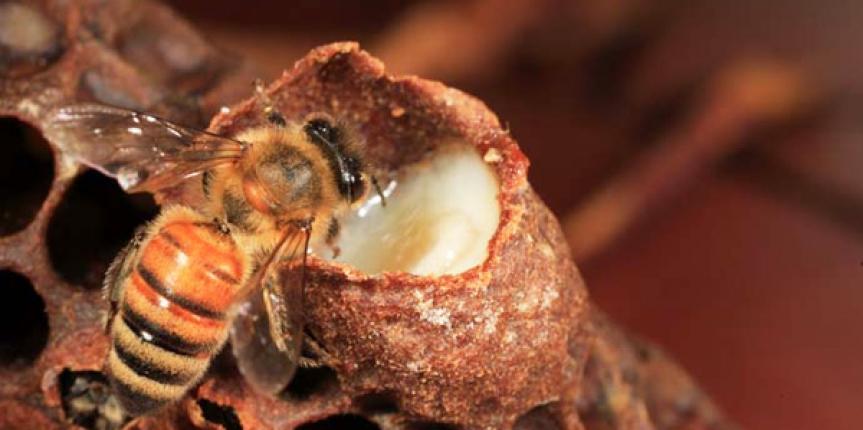 Το μυστήριο του βασιλικού πολτού: Μια υπέρ-τροφή θαύμα της φύσης