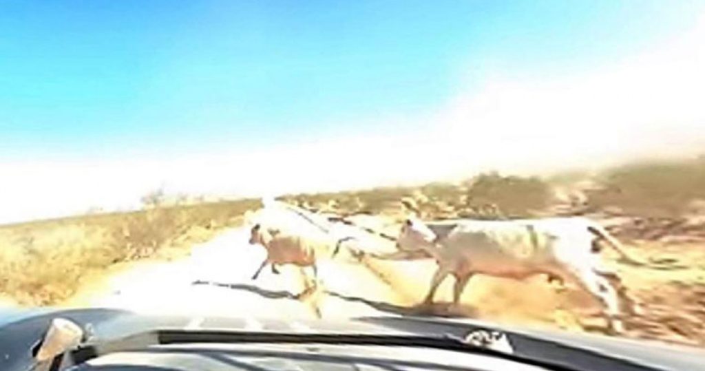 Καρέ – καρέ η στιγμή που οδηγός Ράλι χτυπά με 110 μίλια ανά ώρα μια… αγελάδα (βίντεο)
