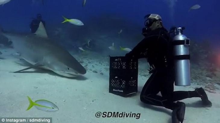 Παίζει με… καρχαρία μέσα στον ωκεανό χωρίς προστατευτικό και σοκάρει (βίντεο)