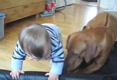 Μπόμπιρας προσπαθεί να «χωθεί» στο κρεβάτι του σκύλου – Η πιο γλυκιά αντίδραση (βίντεο)