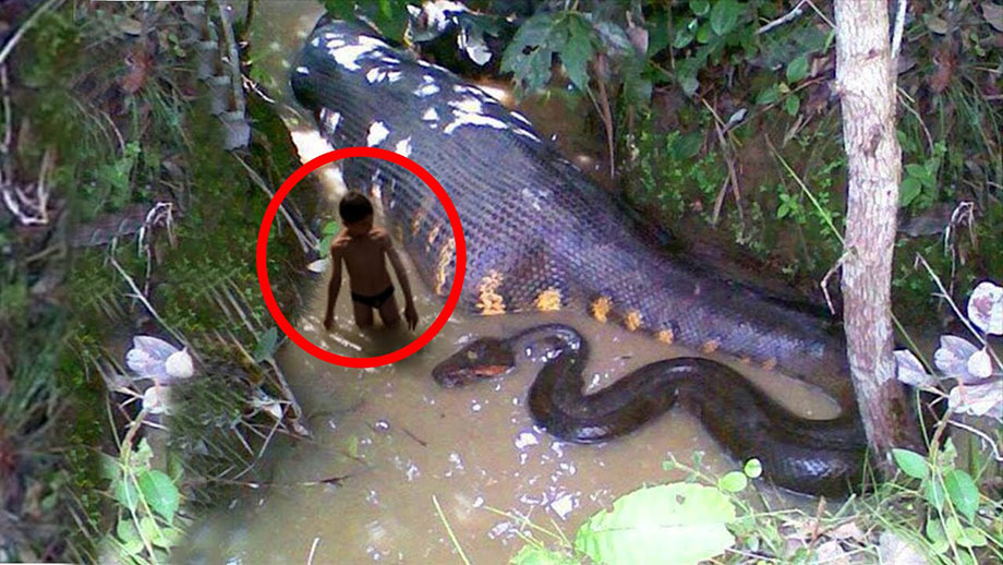 Βίντεο: Τα 10 μεγαλύτερα φίδια που υπήρξαν ποτέ στην ιστορία!