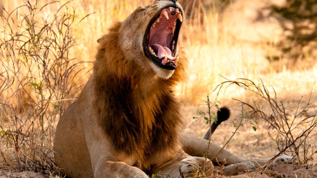 Βίντεο: Δείτε τις πιο σκληρές μάχες λιονταριών με τίγρεις