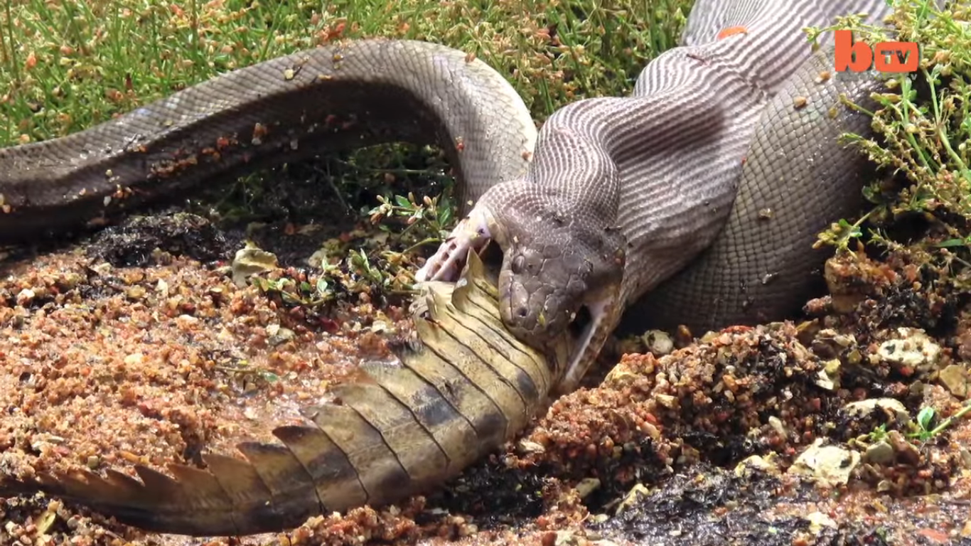 Φίδι καταπίνει κροκόδειλο μετά από 5ωρη μάχη (βίντεο)