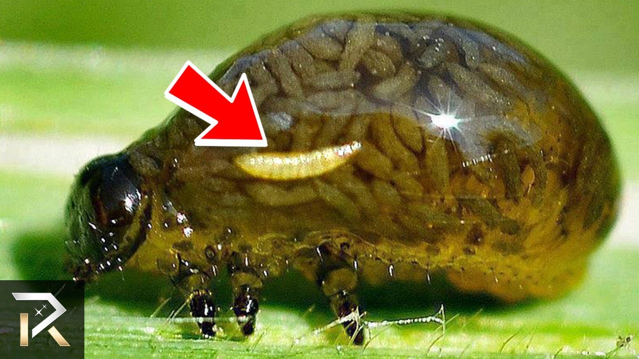 Βίντεο: Τα πιο «έξυπνα» έντομα που θα εξελιχθούν να αντικαταστήσουν το ανθρώπινο είδος!