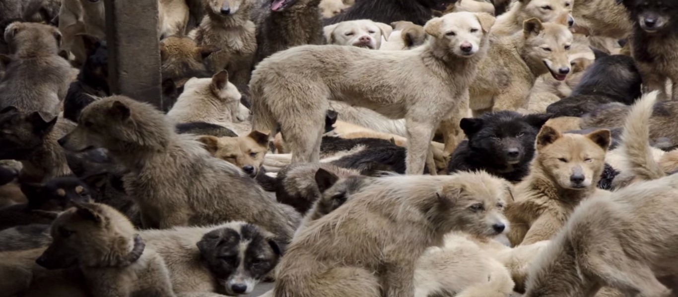 Λαύριο: Επικηρύχτηκε με 1.000 ευρώ ο δράστης που δολοφόνησε τρία σκυλιά