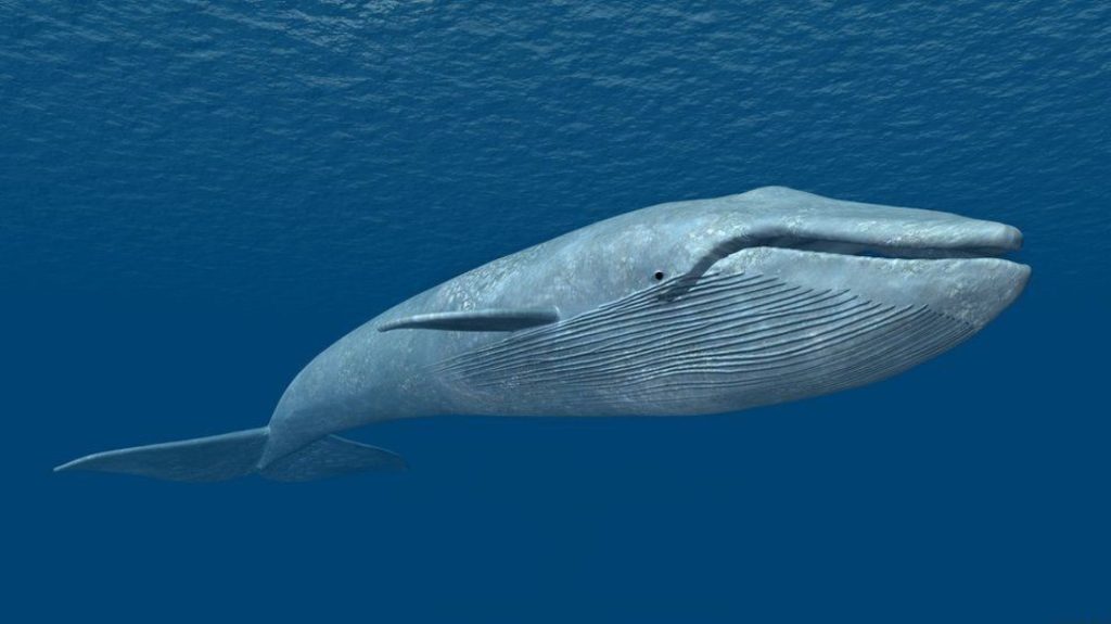 Βίντεο: Γιγαντιαία φάλαινα κάνει άλματα στον ωκεανό