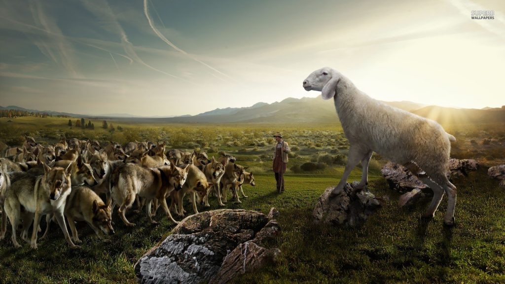 Βίντεο: Λύκος επιτίθεται σε πρόβατα κι αυτά… τον παίρνουν στο κυνήγι