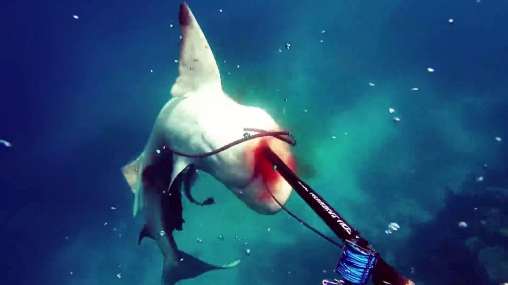 Βίντεο: Ένας καρχαρίας-ταύρος επιτίθεται άγρια σε υποβρύχιο κυνηγό