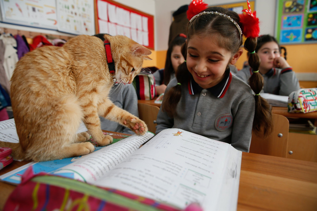 Αυτό το υπέροχο γατί κάνει μάθημα μαζί με τα παιδιά δημοτικού σχολείου (εικόνες)
