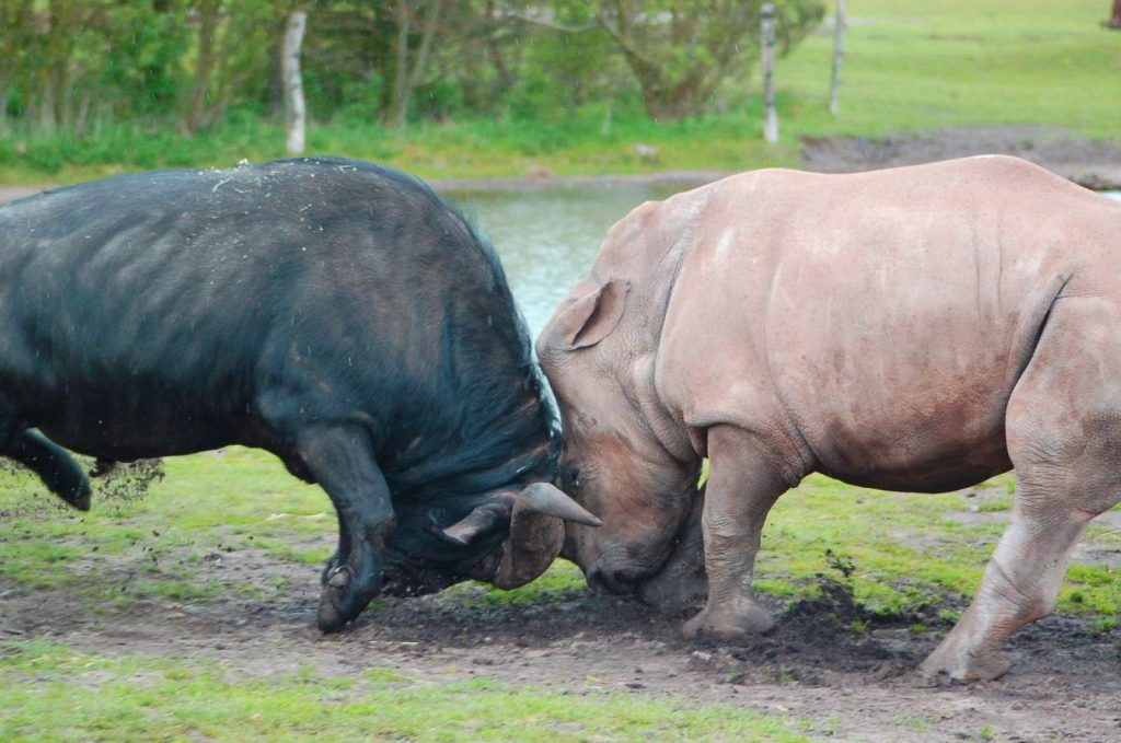 Βίντεο: Η επική μάχη ενός βούβαλου με έναν ρινόκερο