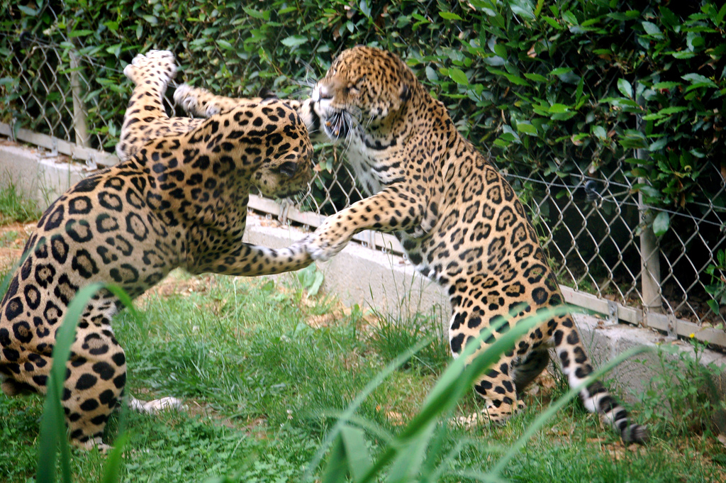 Βίντεο: Δύο ιαγουάροι μάχονται μέσα σε ζωολογικό κήπο!