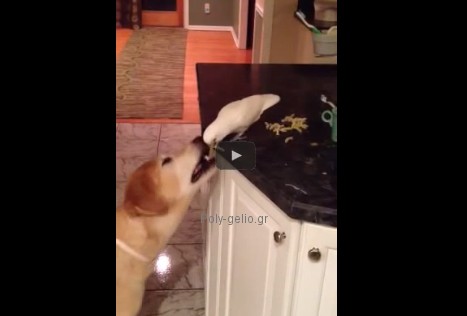 Αστείο βίντεο: Παπαγάλος ταΐζει τον σκύλο στο στόμα!