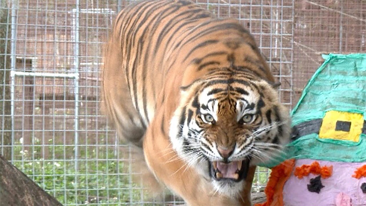 Βίντεο: Όταν τα λιοντάρια και οι τίγρεις θυμώνουν