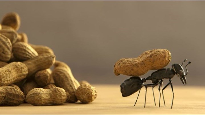 4 φυσικοί τρόποι για να εξαφανίσετε τα μυρμήγκια!