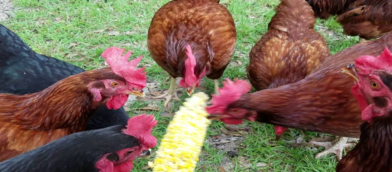 Γαλλία: Κοτόπουλα χρησιμοποιούνται ως… σκουπιδοφάγοι