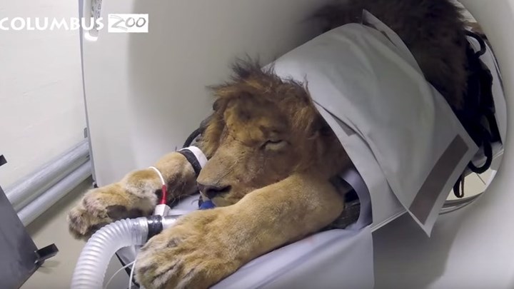 Όταν και ο βασιλιάς των ζώων χρειάζεται… ακτινογραφίες (βίντεο)