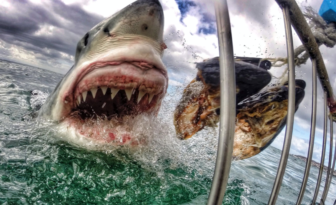 Δύτης παλεύει να σωθεί από τα σαγόνια ενός λευκού καρχαρία (βίντεο)