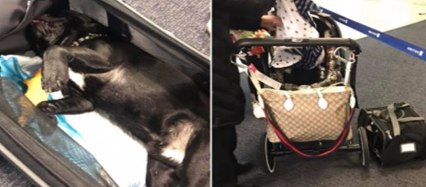 Νέοι μπελάδες για την United Airlines: Πέθανε σκύλος που τον έβαλαν σε ντουλαπάκι αποσκευών