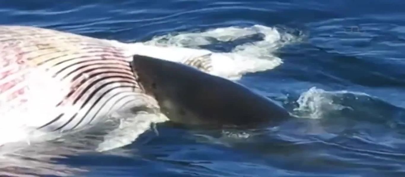 Drone «συνέλαβε» δεκάδες καρχαρίες να κατασπαράζουν μια φάλαινα! (βίντεο)