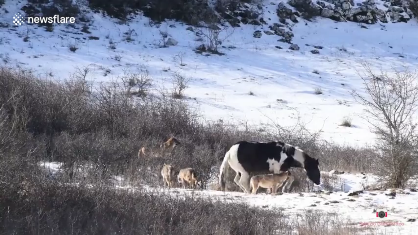 Αγέλη λύκων βρίσκει ένα άλογο μέσα στα χιόνια! Η συνέχεια είναι απίστευτη… (βιντεο)