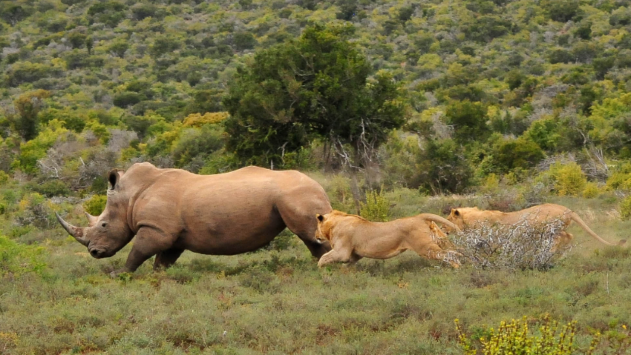 Τα ζώα στην άγρια φύση και τα ένστικτα για τροφή – Επιθέσεις από λιοντάρια και κροκόδειλους (βίντεο)