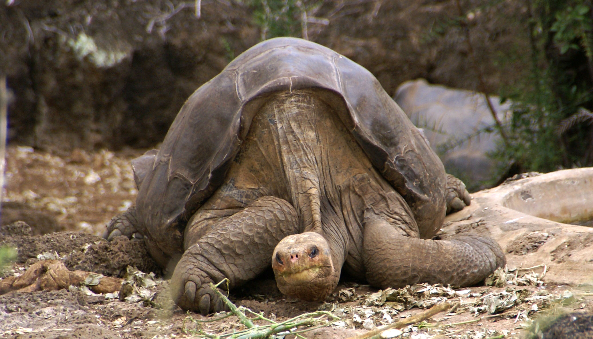 Ο Ντιέγκο, μια χελώνα από τα νησιά Γκαλαπάγκος έσωσε το είδος της επειδή έκανε πολύ έρωτα! (βίντεο)