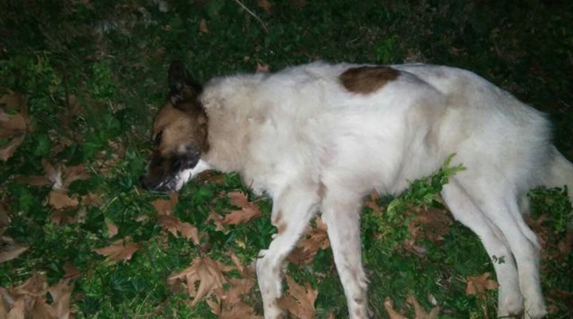 Στυλίδα: Ο Απ. Γκλέτσος επικηρύσσει τους δράστες που έριξαν φόλα σε σκύλους