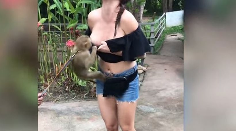 «Πονηρό» πιθηκάκι τραβάει την μπλούζα τουρίστριας και… πραγματοποιήθηκαν αποκαλυπτήρια (βίντεο)