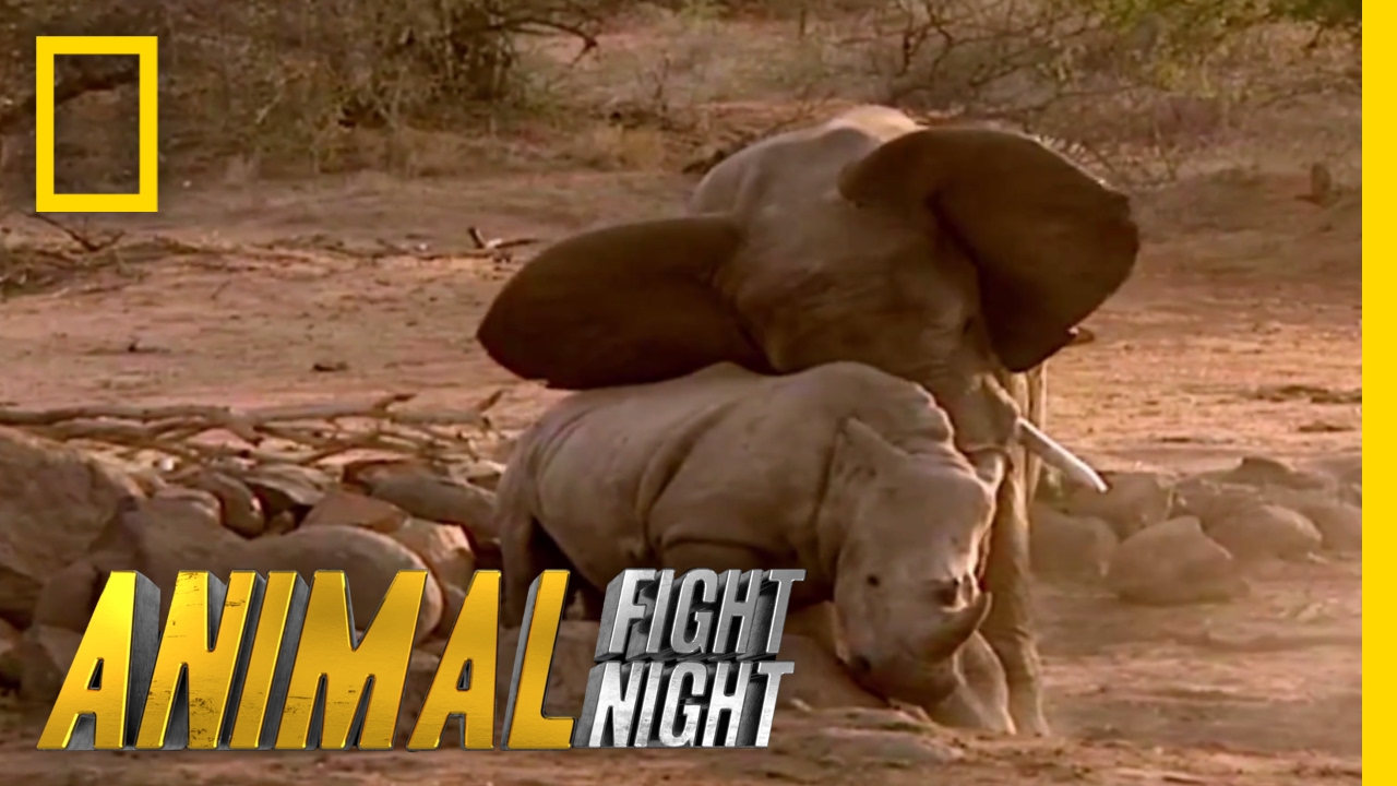 Βίντεο: Άγρια μάχη ενός ελέφαντα με έναν ιπποπόταμο!